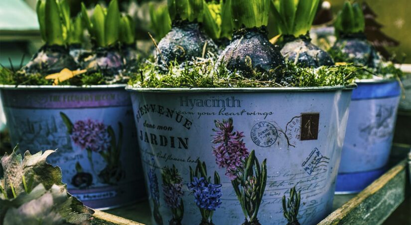 horticulture