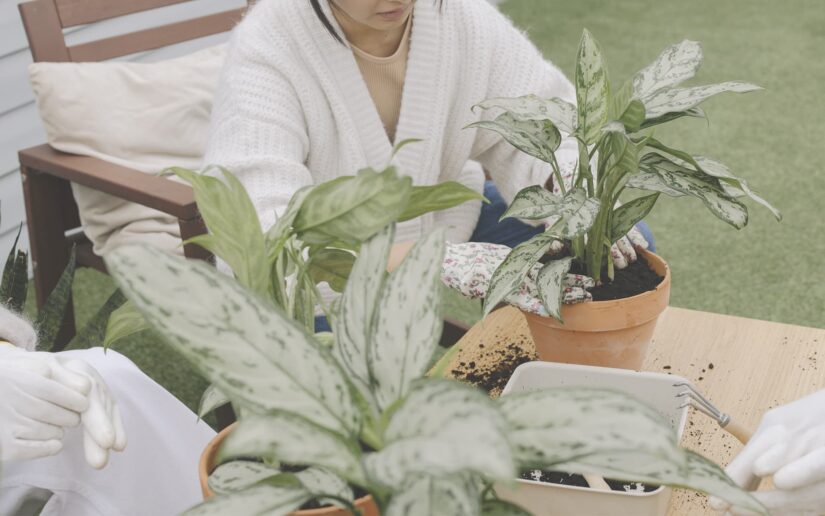 horticulture