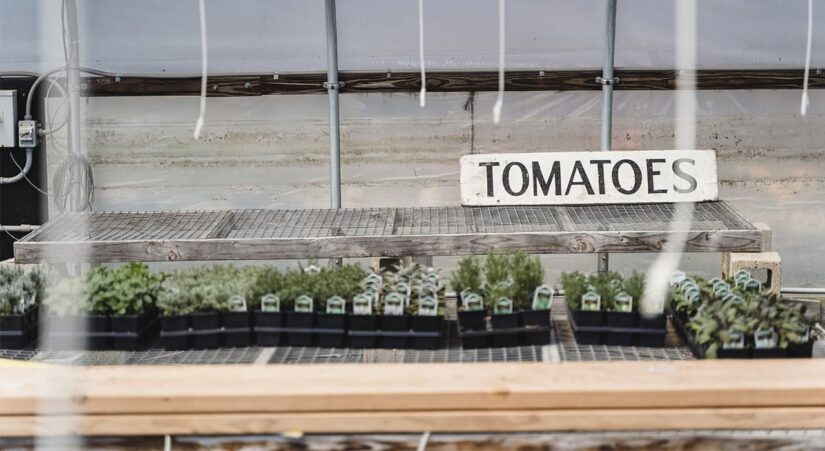 What to sow for seedlings in January