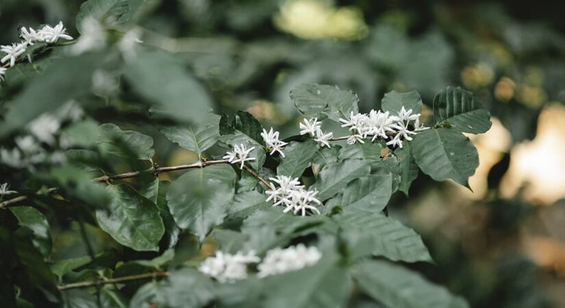 What measures should be taken in the fall in fruit crop plantations