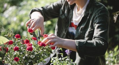 horticulture