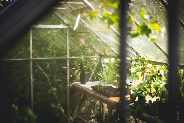 10 Steps to Gardening for Beginners